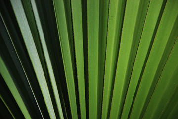 Natural Green Textured Background Hd. Palm Leaf Close-up.