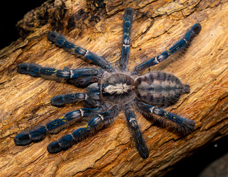 Gooty Sapphire Ornamental Tarantula On A Wooden Background