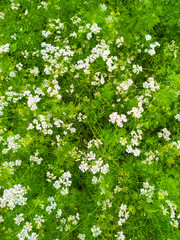Dhaniya, coriander green natural and wallpaper background. Nepal