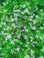 Fototapeta na wymiar Dhaniya, coriander green natural and wallpaper background. Nepal