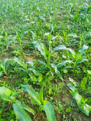 Maize green leaf of a plant or flower with water drops from the rain. Pure nature close up.