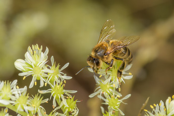 Bee, Apis mellifera on the flower Sedum sediforme
