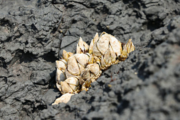 거북손  barnacle 갑각류