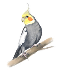 Grey and yellow corella (cockatiel). Wild birds of Australia. Parrot sitting on a branch. Hand drawn watercolor illustration isolated on white background.