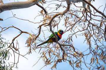 beautiful animal in actions