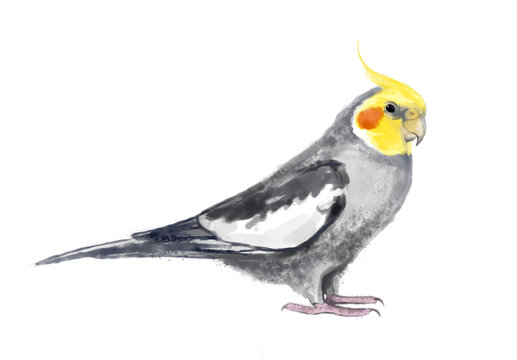 Grey and yellow corella (cockatiel). Wild birds of Australia. Hand drawn watercolor illustration isolated on white background.