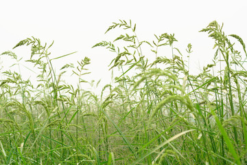 Grass flowers isolated on white background