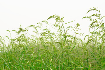 Grass flowers isolated on white background