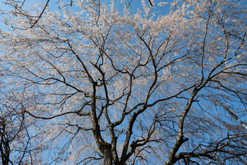 Sakura in Yoshino, Nara, 2020