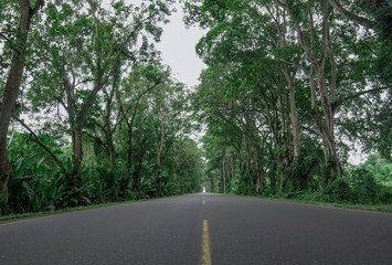 Fototapeta na wymiar beautiful trees on the side of the road like tunnel