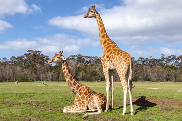 beautiful animal in actions