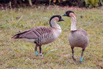 beautiful animal in actions