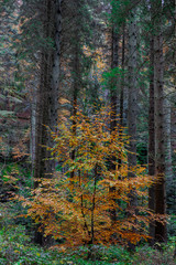 forest in autumn