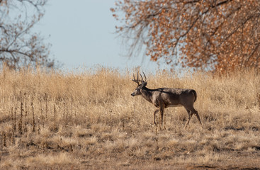 Whitetail Deer Buck Rutting in Colorado in Fall