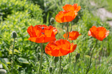 red poppy flowers blooming against the backdrop of green