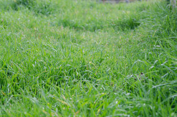Close up green grass field with raindrops