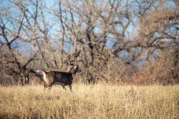 Whitetail Deer Buck Rutting in Colorado in Fall