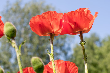 poppy flowers in bloom against the sky and trees, side view