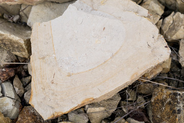  fossil found next to limestone outcrop