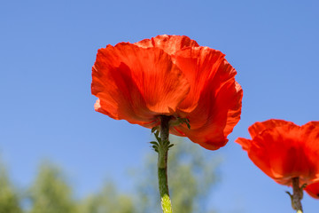 oppy flowers blooming against the sky, bottom view