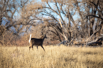 Naklejka na ściany i meble Whitetail Deer Buck Rutting in Colorado in Fall