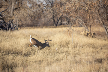 Whitetail Deer Buck Rutting in Colorado in Fall