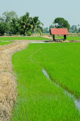 Rest pavilion of farmer beside a green rice field