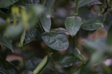 Crops about to bloom