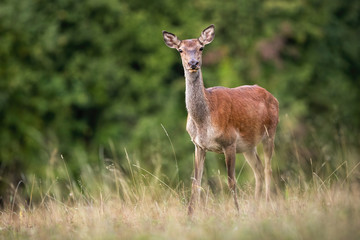 Alert red deer, cervus elaphus, hind looking into camera on a meadow with dry grass in summer. Attentive deer watching and listening in nature with copy space. Female mammal in wilderness.