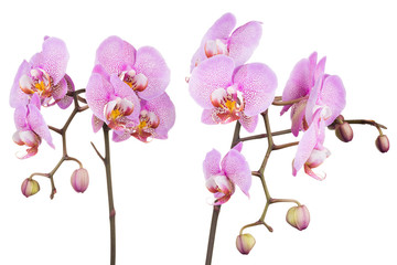 Naklejka na ściany i meble Branch of pink phalaenopsis or Moth orchid from isolated on white background