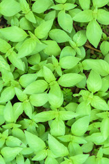 The green background of the Hairy basil tree