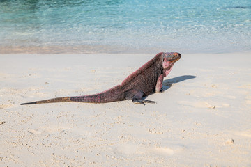 An isolated iguana on Allen's Cay (Great Exuma, Bahamas).
