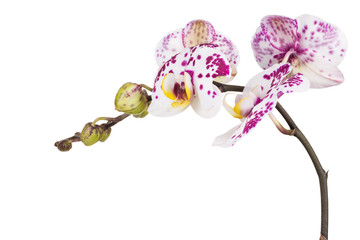 Branch of phalaenopsis or Moth orchid from isolated on white background