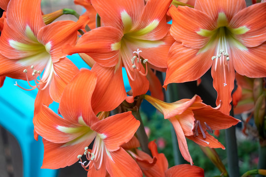 Close-up of a cluster of salmon amaryllis flowers with yellow and cream centers showing stigmas and stamens with pollen.