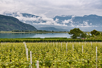 Vineyard on Lake Kaltern, South Tyrol