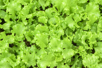 a cultivated plant of the daisy family, with edible leaves that are a usual ingredient of salads.lettuce