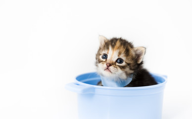 Curious little striped kitten sits in a toy pan and peeks out of it with a blue bow around its neck