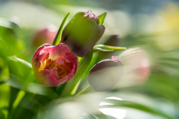 Colorful tulip flowers in spring