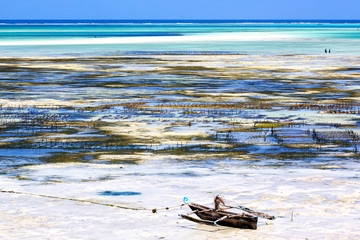 zanzibarska plaża po odpływie oceanu odsłaniająca farmę alg