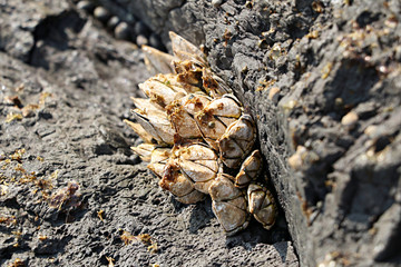 거북손  barnacle 갑각류