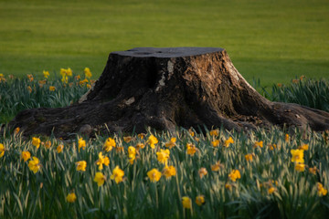Oxford at sunset with clear skies and greenery