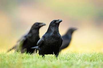 Alert flock of several common raven, corvus corax,s sitting on the ground in grass of a meadow in autumnal nature. Curious large black birds from low angle view.