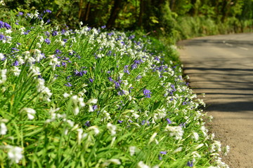 Roadside wildflowers, Jersey, U.K. Rural Snowbells and Bluebells.