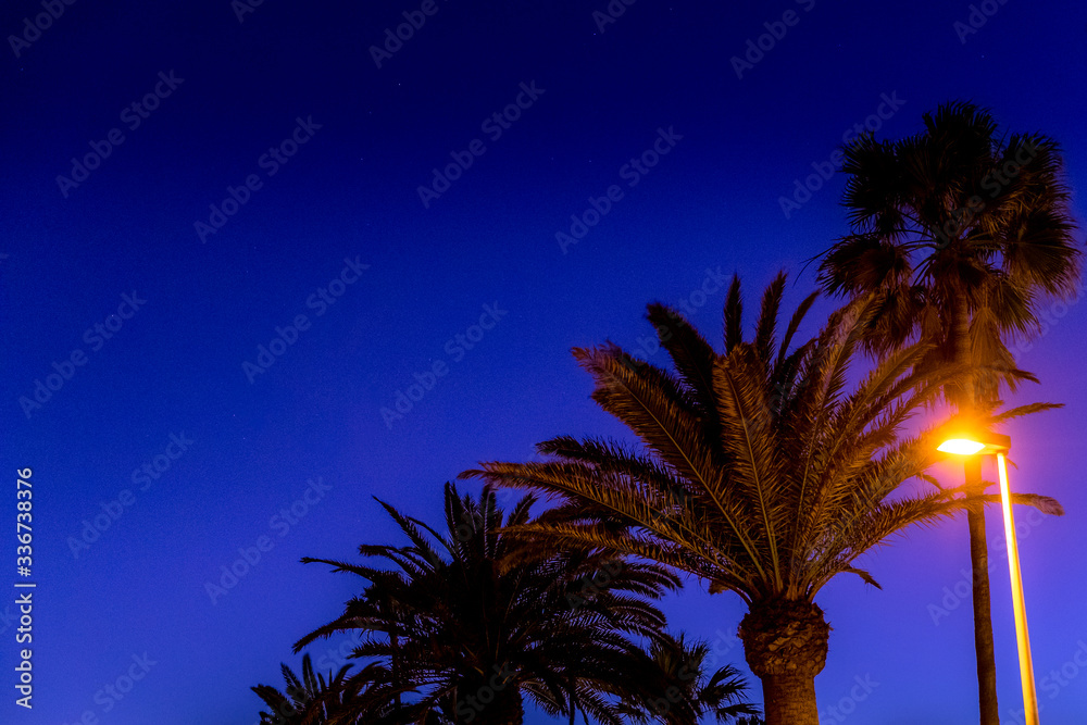 Wall mural palm trees on the beach captured during the sunset dark background of flashing street lights and sto