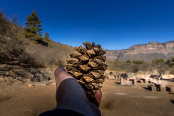 Hand holding a huge fallen cone from a coniferous tree during a sunny day in the middle of mountain nature.