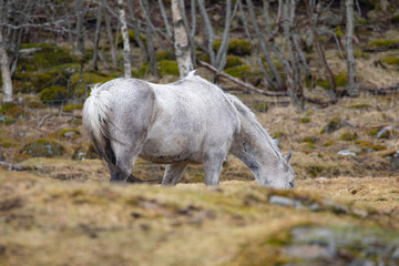 Horses out on pasture in rainy weather, Brønnøy municipality in Nordland county