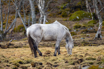 Obraz na płótnie Canvas Horses out on pasture in rainy weather, Brønnøy municipality in Nordland county