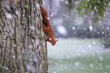 Ecureuil descendant un arbre sous la neige