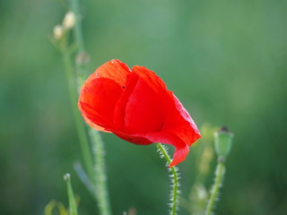 Obraz premium OLYMPUS DIGITAL CAMERA