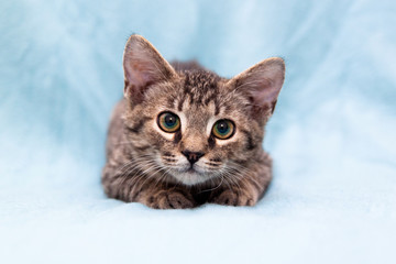 portrait of a tabby kitten